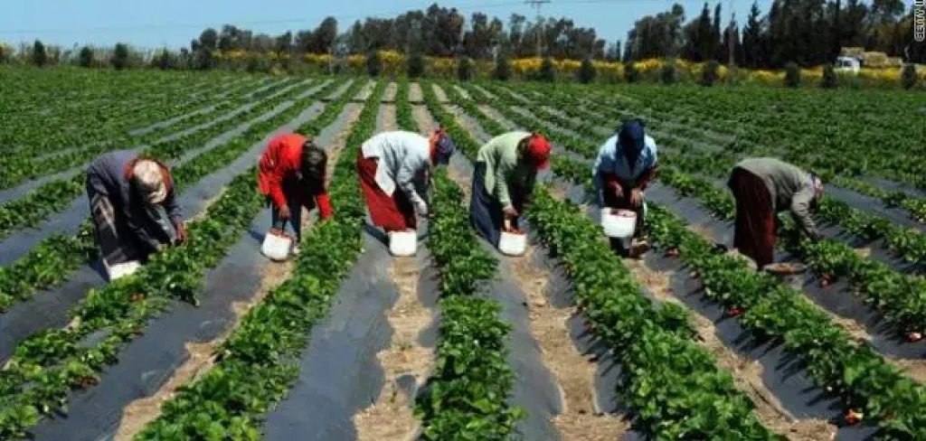 الزراعة في المقدمة.. تقرير حكومي يرصد الأنشطة الجاذبة للعمل في مصر
