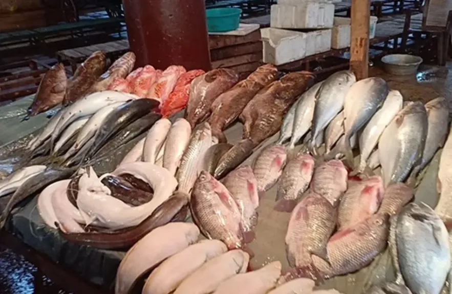 البلطي يبدأ من 71 جنيهًا.. أسعار السمك والجمبري في الأسواق اليوم الأربعاء
