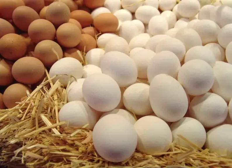 رئيس شعبة الثروة الداجنة يكشف سبب تراجع أسعار البيض