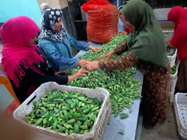 الجمعية التعاونية الإنتاجية النسائية ببنى سويف ”نجمة الزيتون” تواصل دورها المتميز فى خدمة السيدات الريفيات