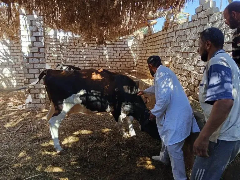 الزراعة: تحصين 2.2 مليون رأس ماشية ضد الحمى القلاعية وحمى الوادي المتصدع