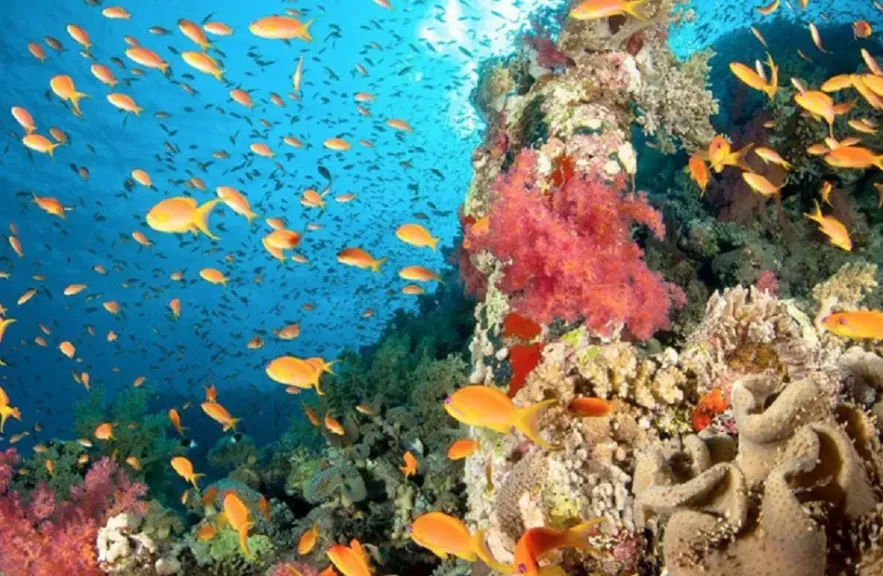 حصاد 2025.. وزارة البيئة تعزز حماية المحميات الطبيعية وتدعم السياحة