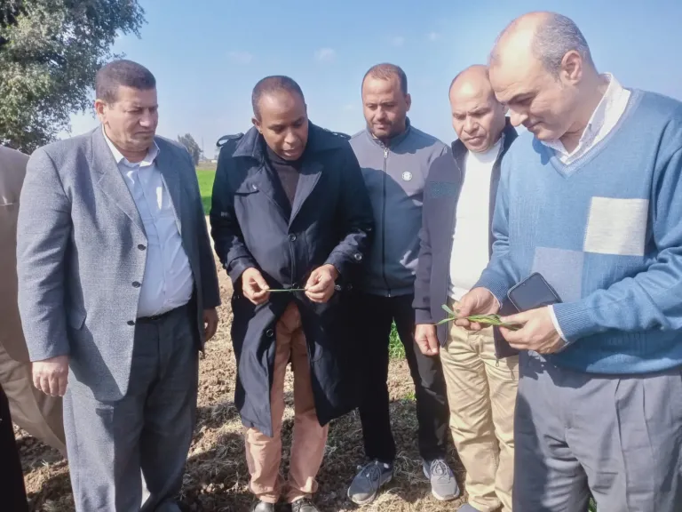 ”الزراعة” تُكثف متابعتها الميدانية للمحاصيل الإستراتيجية ببني سويف