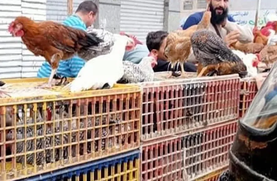 شعبة الدواجن: سوق الفراخ يحقق فائضا إنتاجيا