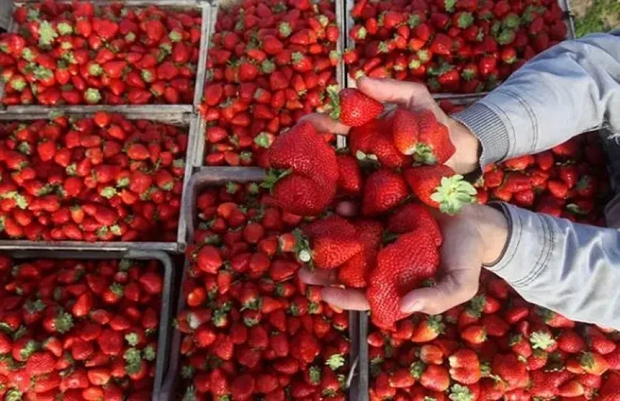 مصر تستحوذ على 8% من الإنتاج العالمي للفراولة في 2024