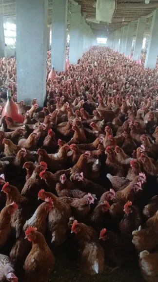 ”الزراعة” تستعرض جهود حماية الثروة الداجنة في مصر.. وترد على شائعات ”النفوق غير الطبيعي”