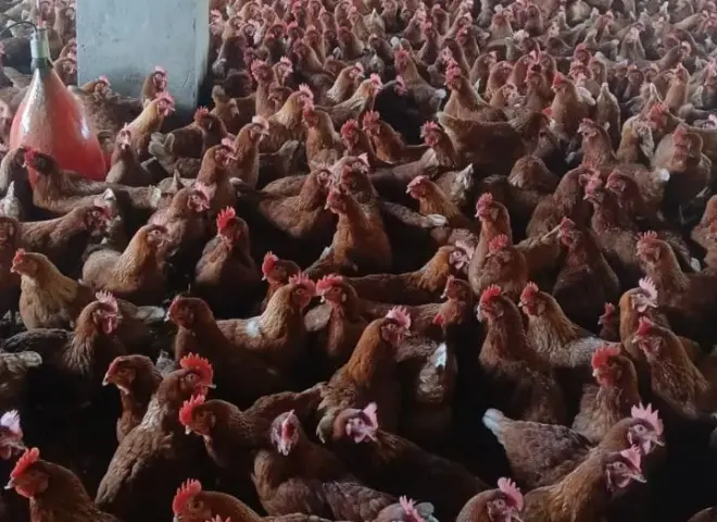 ”الزراعة” تستعرض جهود حماية الثروة الداجنة في مصر.. وترد على شائعات ”النفوق غير الطبيعي”