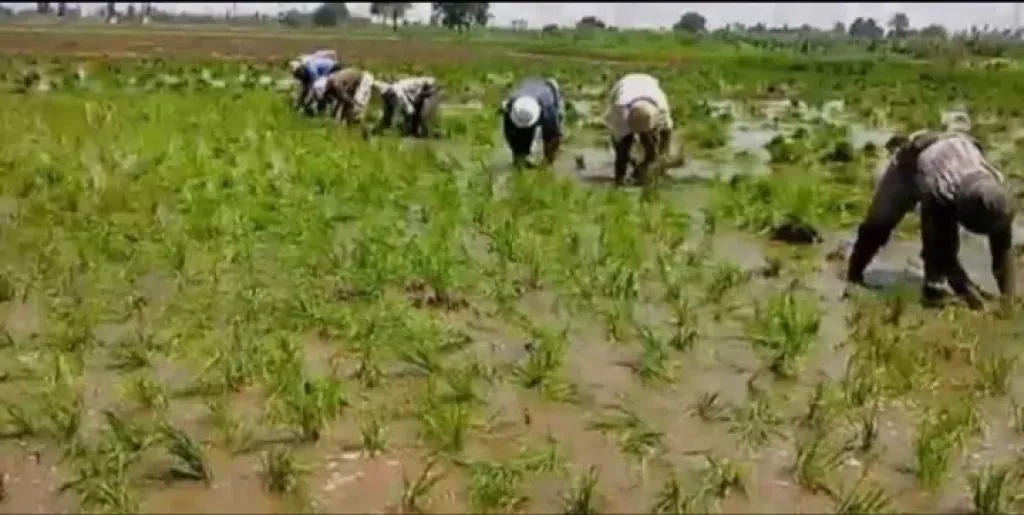 أهالى ”كوم الحجنة” بكفر الشيخ يطالبون الجمعية الزراعية بالإفصاح عن أماكن زراعة الأرز