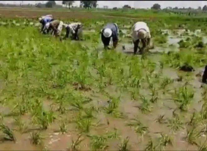 أهالى ”كوم الحجنة” بكفر الشيخ يطالبون الجمعية الزراعية بالإفصاح عن أماكن زراعة الأرز