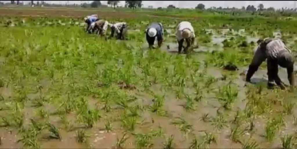 أهالى ”كوم الحجنة” بكفر الشيخ يطالبون الجمعية الزراعية بالإفصاح عن أماكن زراعة الأرز