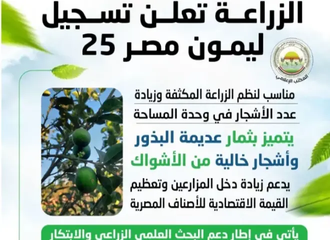 إنجاز زراعي جديد .. وزارة الزراعة تُسجل ”ليمون مصر 25” خاليًا من البذور والأشواك