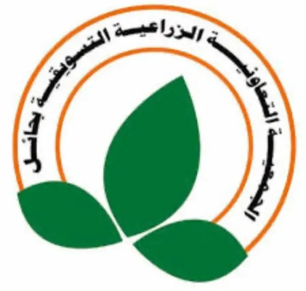 الجمعية التعاونية الزراعية التسويقية بحائل تعلن عن بدء إنطلاق موسم حصاد الزيتون