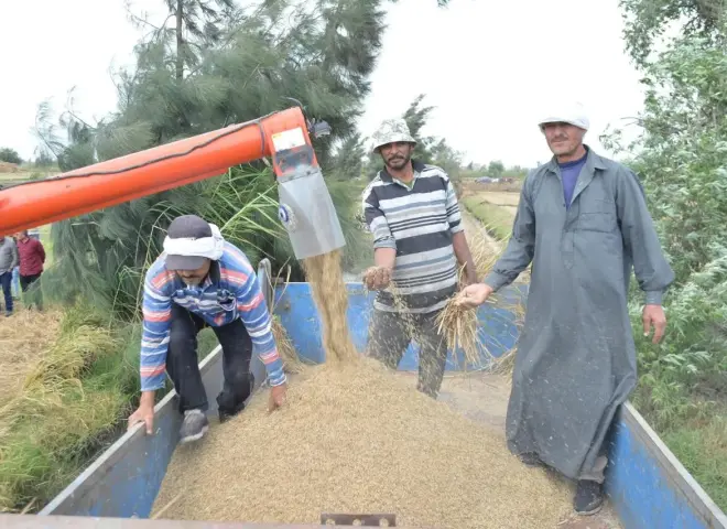 م. عبد الجليل الشهابي يبتكر نجاحاً زراعياً جديداً: زراعة الأرز البسمتي بكفر الشيخ بإنتاجية عالية