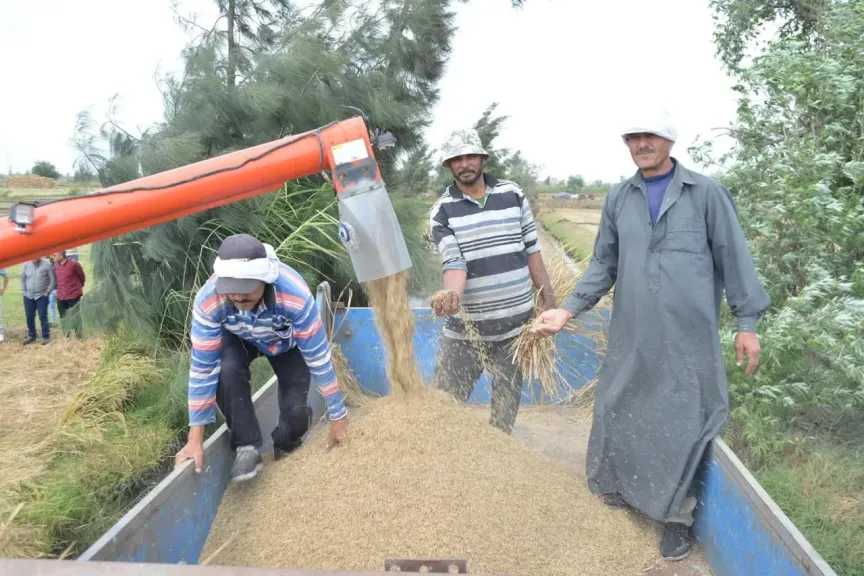 د. عبد الجليل الشهابي يبتكر نجاحاً زراعياً جديداً: نجاح زراعة الأرز البسمتي بكفر الشيخ بإنتاجية عالية